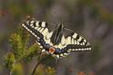 J01_2392 Swallowtail.JPG